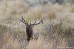 Wildlife;Elk;Bull-Elk;Cervus-elaphus;bugle;bugling;Grand-Teton;Wyoming;D4