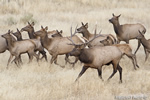 Wildlife;Elk;Bull-Elk;Cervus-elaphus;stampede;herd;Grand-Teton;Wyoming;D4