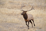 Wildlife;Elk;Bull-Elk;Cervus-elaphus;stampede;herd;Grand-Teton;Wyoming;D4