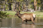 Wildlife;Elk;Bull-Elk;Cervus-elaphus;Creek;Yellowstone-NP;Wyoming;D3X