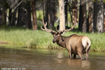 Wildlife;Elk;Bull-Elk;Cervus-elaphus;Creek;Yellowstone-NP;Wyoming;D3X