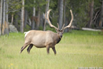 Wildlife;Elk;Bull-Elk;Cervus-elaphus;Creek;Yellowstone-NP;Wyoming;grass;D3X