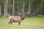 Wildlife;Elk;Bull-Elk;Cervus-elaphus;Creek;Yellowstone-NP;Wyoming;grass;D3X