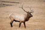 Wildlife;Elk;Bull-Elk;Cervus-elaphus;field;grass;Yellowstone;Mammoth;Wyoming