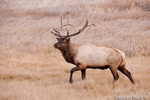 Wildlife;Elk;Bull-Elk;Cervus-elaphus;field;grass;Yellowstone;Mammoth;Wyoming