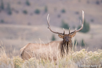 Wildlife;Elk;Bull-Elk;Cervus-elaphus;hills;grass;Yellowstone;Mammoth;Wyoming