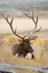 Wildlife;Elk;Bull-Elk;Cervus-elaphus;field;grass;Yellowstone;flowers;Mammoth;Wyoming