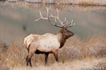 Wildlife;Elk;Bull-Elk;Cervus-elaphus;field;grass;water;Yellowstone;Mammoth;Wyoming