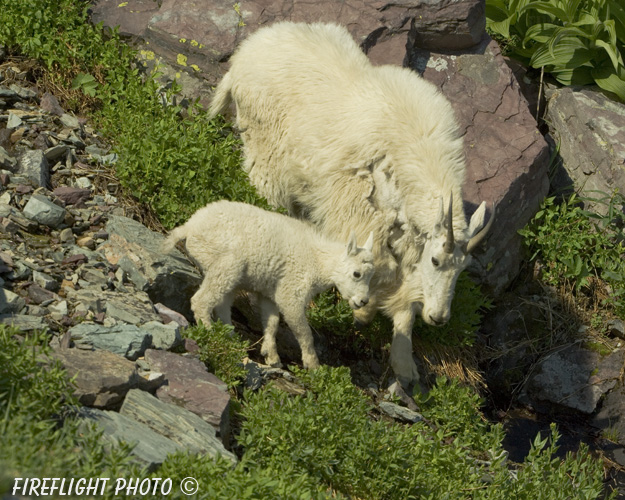 Wildlife;Mountain Goat;Goat;Oreamnos Americanus;Baby;Rocks;Head Shot;Glacier NP Montana