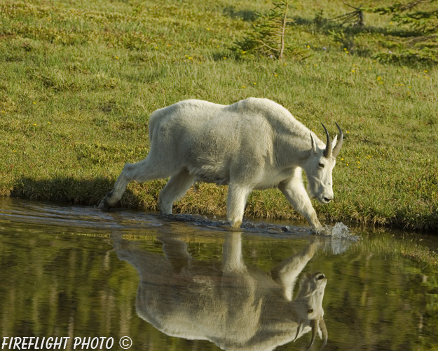 Wildlife;Mountain Goat;Goat;Oreamnos Americanus;Pond;Reflectionst;Glacier NP;Montana