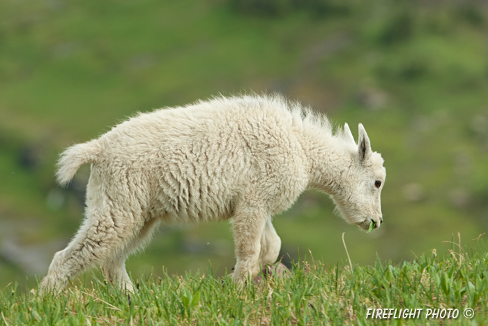 Wildlife;Mountain Goat;Goat;Oreamnos Americanus;Head Shot;Baby;Calf;Glacier NP;Montana