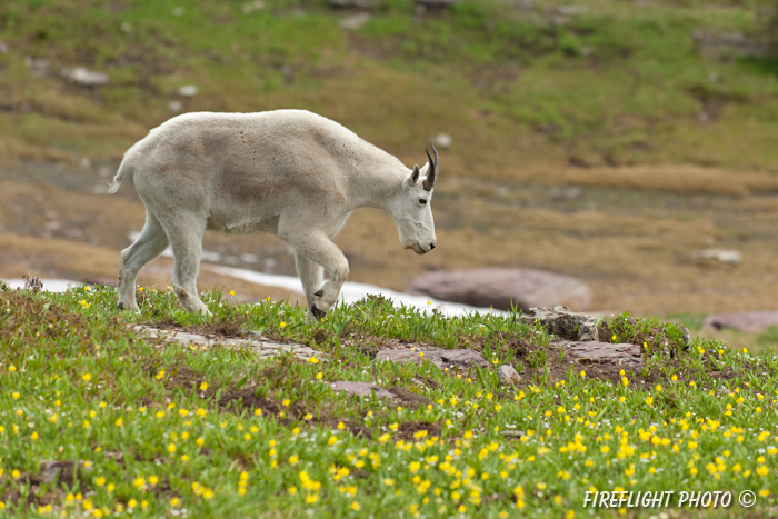 Wildlife;Mountain Goat;Goat;Oreamnos Americanus;walking;flowers;Glacier NP;Montana
