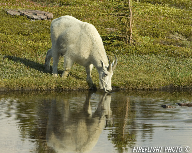 Wildlife;Mountain Goat;Goat;Oreamnos Americanus;Pond;Grass;Reflections;Glacier NP;Montana