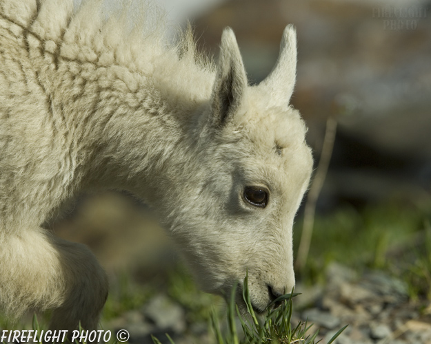 Wildlife;Mountain Goat;Goat;Oreamnos Americanus;Head Shot;Baby;Calf;Glacier NP;Montana