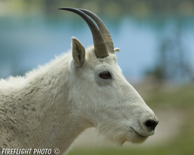 Wildlife;Mountain Goat;Goat;Oreamnos Americanus;Head Shot;Glacier NP Montana
