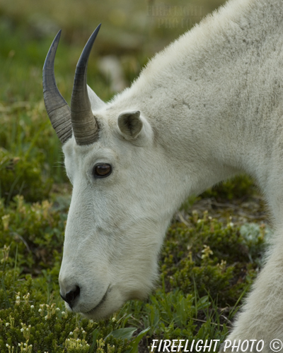 Wildlife;Mountain Goat;Goat;Oreamnos Americanus;Head Shot;Grass;Glacier NP Montana