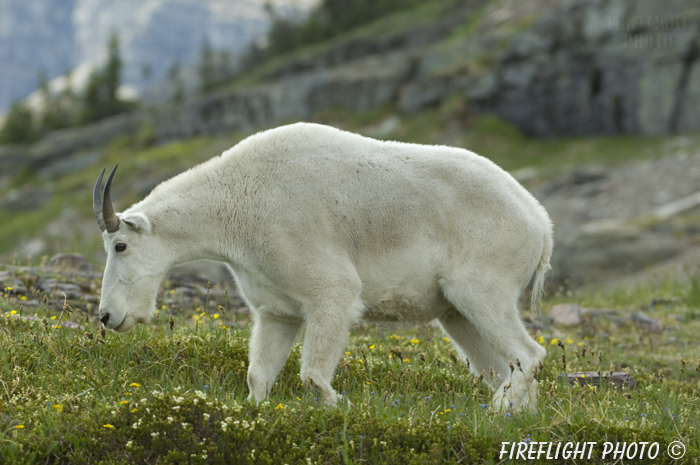 Wildlife;Mountain Goat;Goat;Oreamnos Americanus;Mountain;Wild Flowers;Grass;Glacier NP;Montana