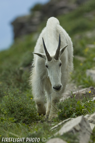 Wildlife;Mountain Goat;Goat;Oreamnos Americanus;Mountain;Rocks;Grass;Glacier NP;Montana