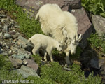 Wildlife;Mountain-Goat;Goat;Oreamnos-Americanus;Baby;Rocks;Head-Shot;Glacier-NP-Montana