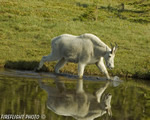 Wildlife;Mountain-Goat;Goat;Oreamnos-Americanus;Pond;Reflectionst;Glacier-NP;Montana