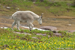 Wildlife;Mountain-Goat;Goat;Oreamnos-Americanus;walking;flowers;Glacier-NP;Montana