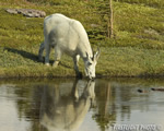 Wildlife;Mountain-Goat;Goat;Oreamnos-Americanus;Pond;Grass;Reflections;Glacier-NP;Montana
