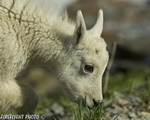 Wildlife;Mountain-Goat;Goat;Oreamnos-Americanus;Head-Shot;Baby;Calf;Glacier-NP;Montana