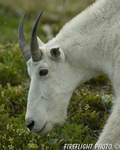 Wildlife;Mountain-Goat;Goat;Oreamnos-Americanus;Head-Shot;Grass;Glacier-NP-Montana