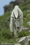 Wildlife;Mountain-Goat;Goat;Oreamnos-Americanus;Mountain;Rocks;Grass;Glacier-NP;Montana