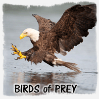 BIRDS OF PREY