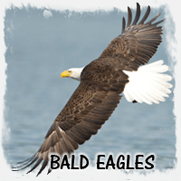 BALD EAGLES