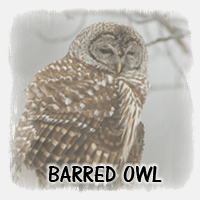 BARRED OWL