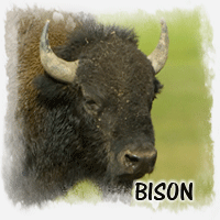 BISON