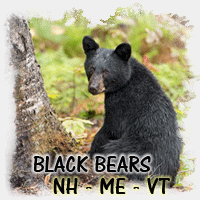 BLACK BEAR NH