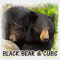 BLACK BEAR CUBS