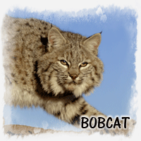 BOBCAT