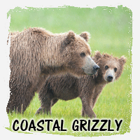 COASTAL GRIZZLY