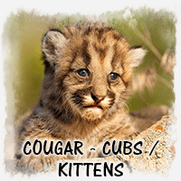 COUGAR KITTENS