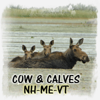 COW-CALF MOOSE