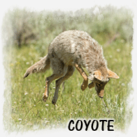 COYOTE