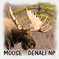 MOOSE DENALI 