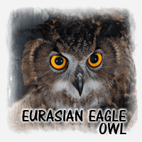 EURASIAN EAGLE OWL