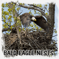 BALD EAGLE NEST