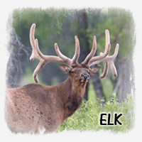 ELK