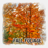 FALL FOLIAGE