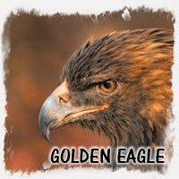 GOLDEN EAGLE