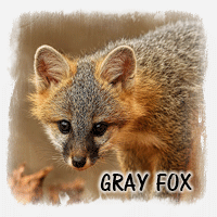 GRAY FOX