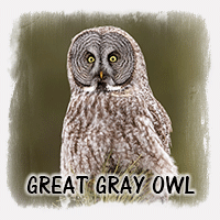 GREAT GRAY OWL