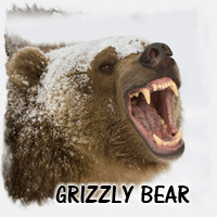 GRIZZLY BEAR
