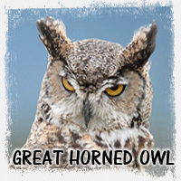 GREAT HORNED OWL